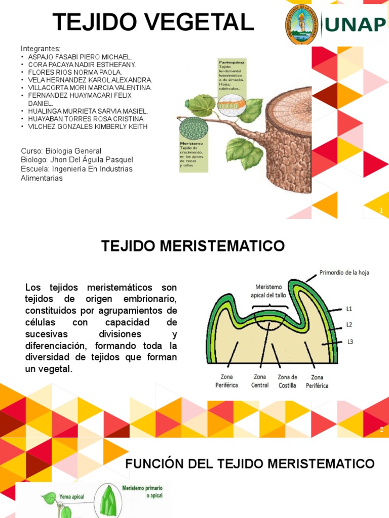 Tejido Meristemático José Antonio Borreguero Rolo Tejidos