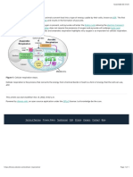 Cellular Respiration - Labster Theory