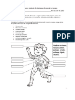 Sistemas del cuerpo humano: funciones y partes clave