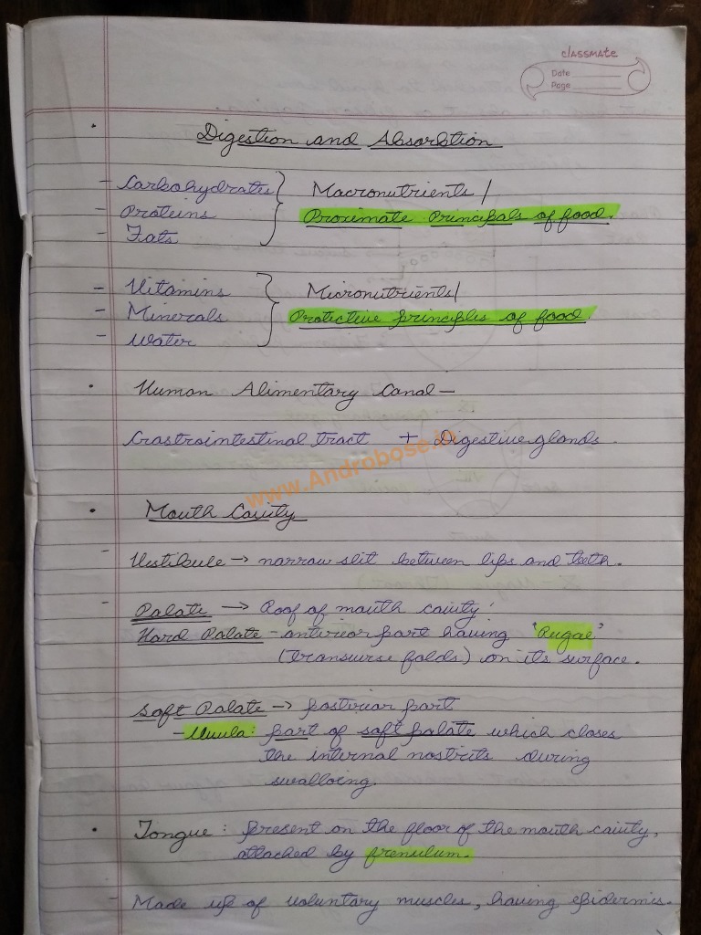 Digestion and Absorption Notes PDF