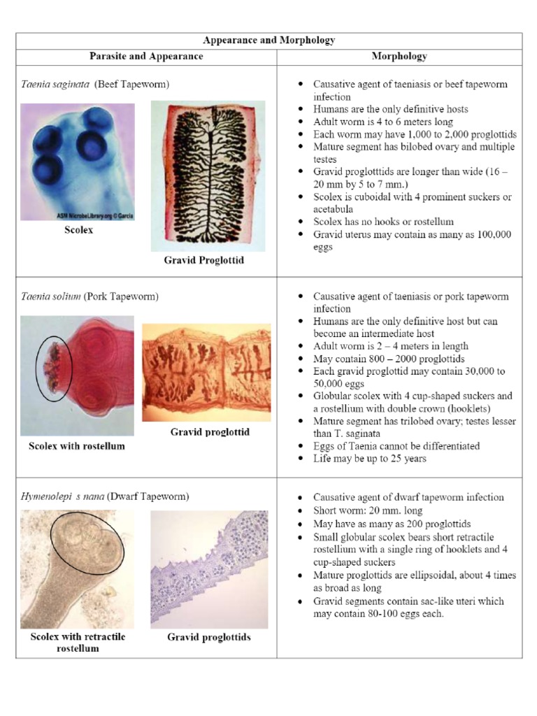 Cestodes Lab Reviewer | PDF