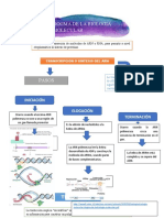 Cuadro Dogma de La Biologia Molecular