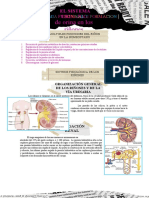 De Orina en Los Riñones: El Sistema Urinario