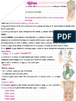 Anatomía de Abdomen