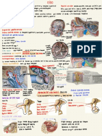 Anatomía Del Oído