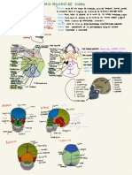 Anatomía Regional Del Cráneo