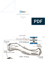 Anatomia de La Clavicula 70022 Downloable 1112719