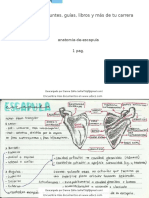 Anatomia de Escapula 265838 Downloable 1112719