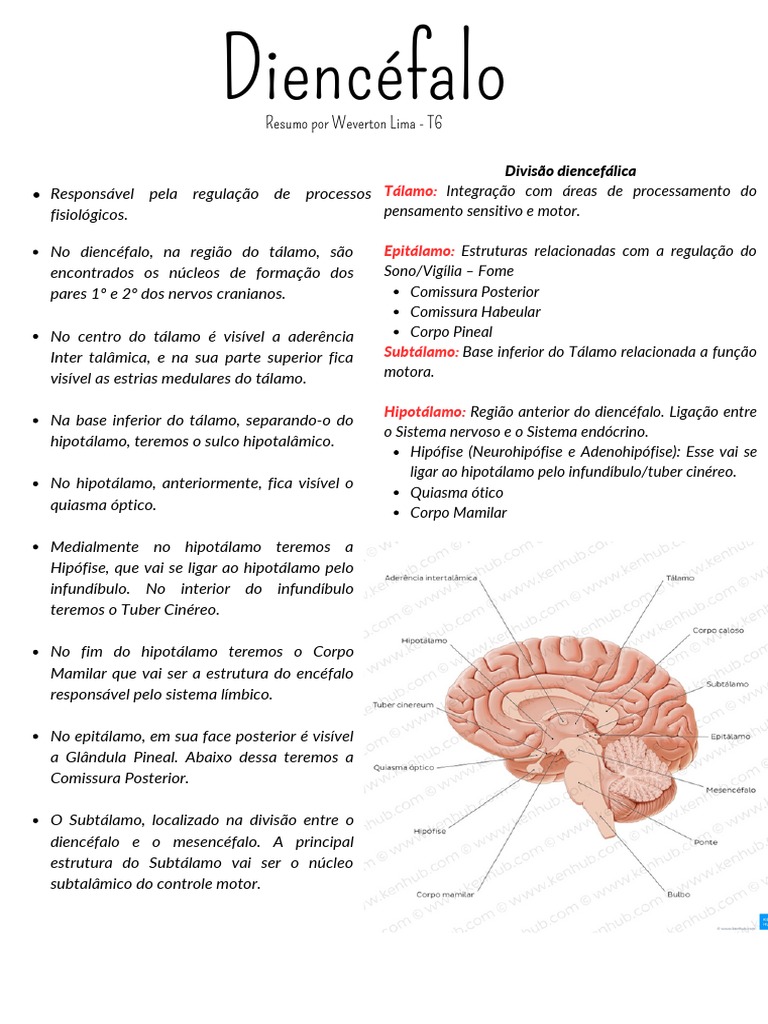 Estruturas do diencéfalo e suas funções principais | PDF