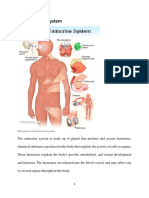 Illustration of The Endocrine System