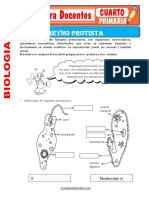 Reyno Protista para Cuarto de Primaria