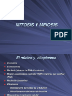 Mitosis Y Meiosis