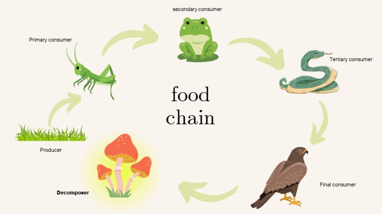 Food Chain Biology Diagrams