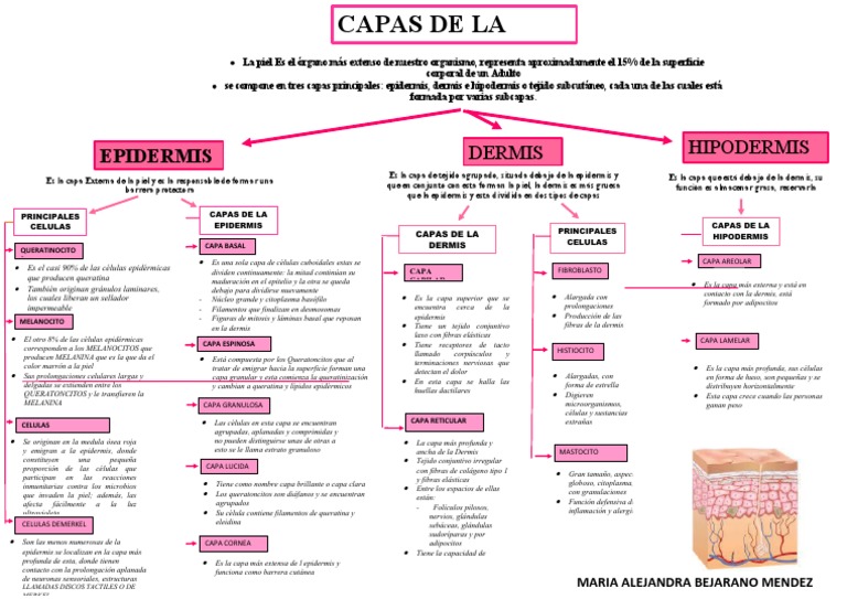 Capas de la piel y sus funciones | PDF | Piel | Epidermis
