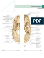 Cranial Base Foramina and Canals Inferior View