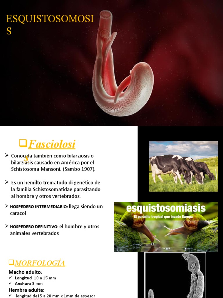 Esquistosomiasis | PDF | Hogar, jardinería y bricolaje | Salud y bienestar