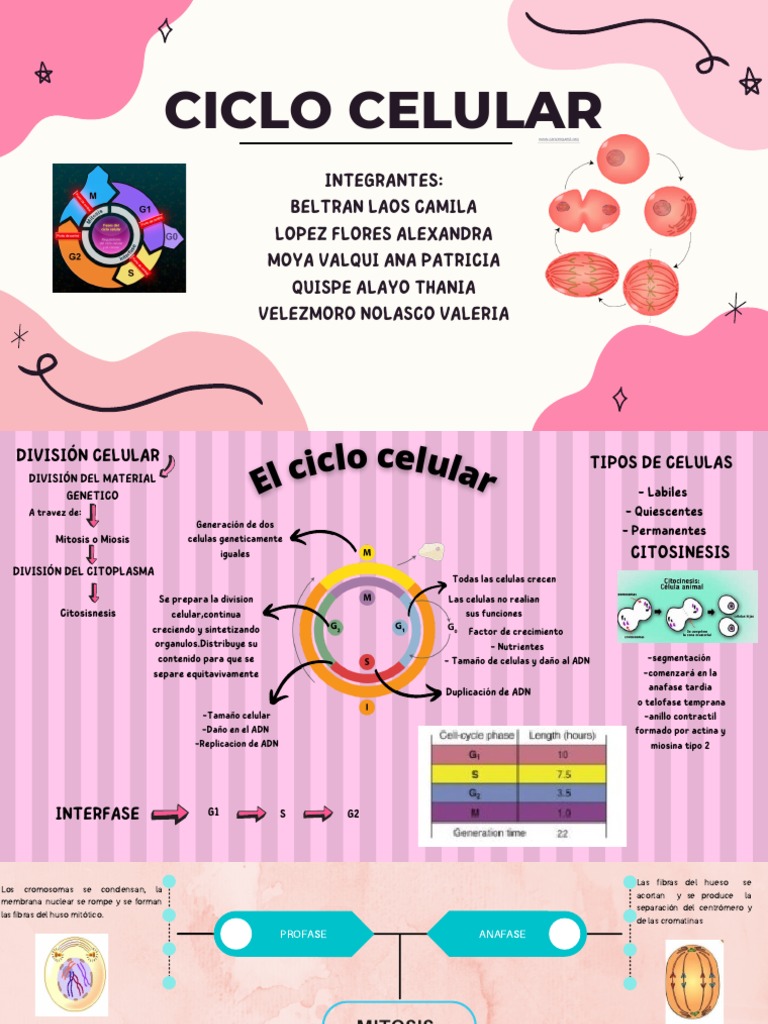 Fases del Ciclo Celular y División Celular | PDF | Mitosis | Bioquímica