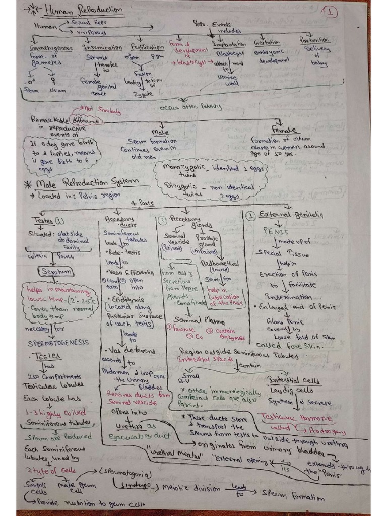 Human Reproduction Short Notes | PDF