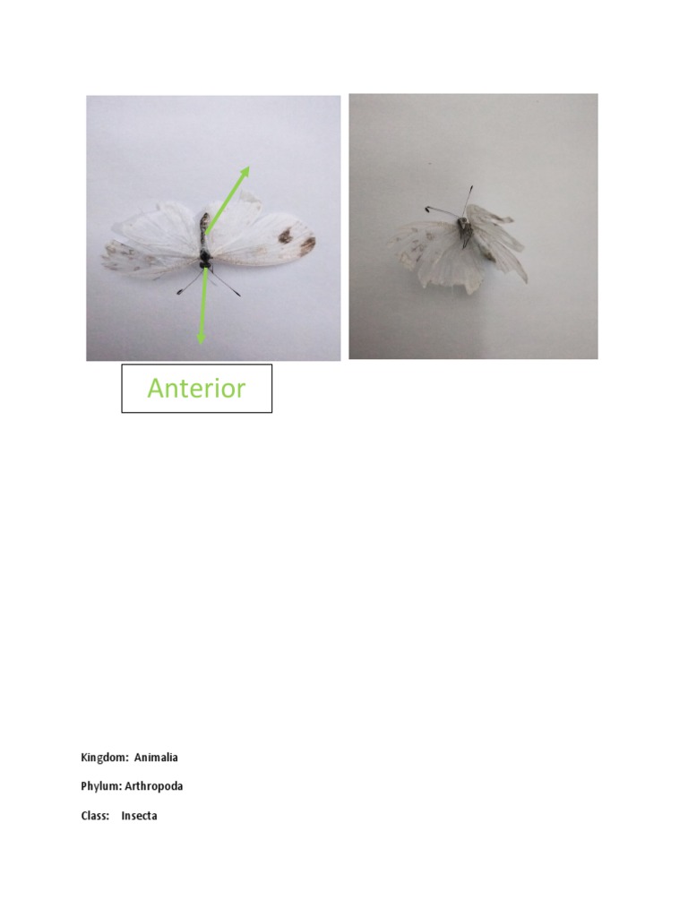 Beneficial Insects PDF