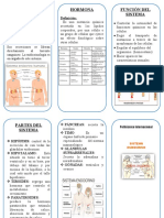 Sistema Endocrino Hormona Función Del Sistema: Definición: Definición