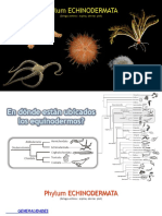 Clase ZIG-2022 - Echinodermata