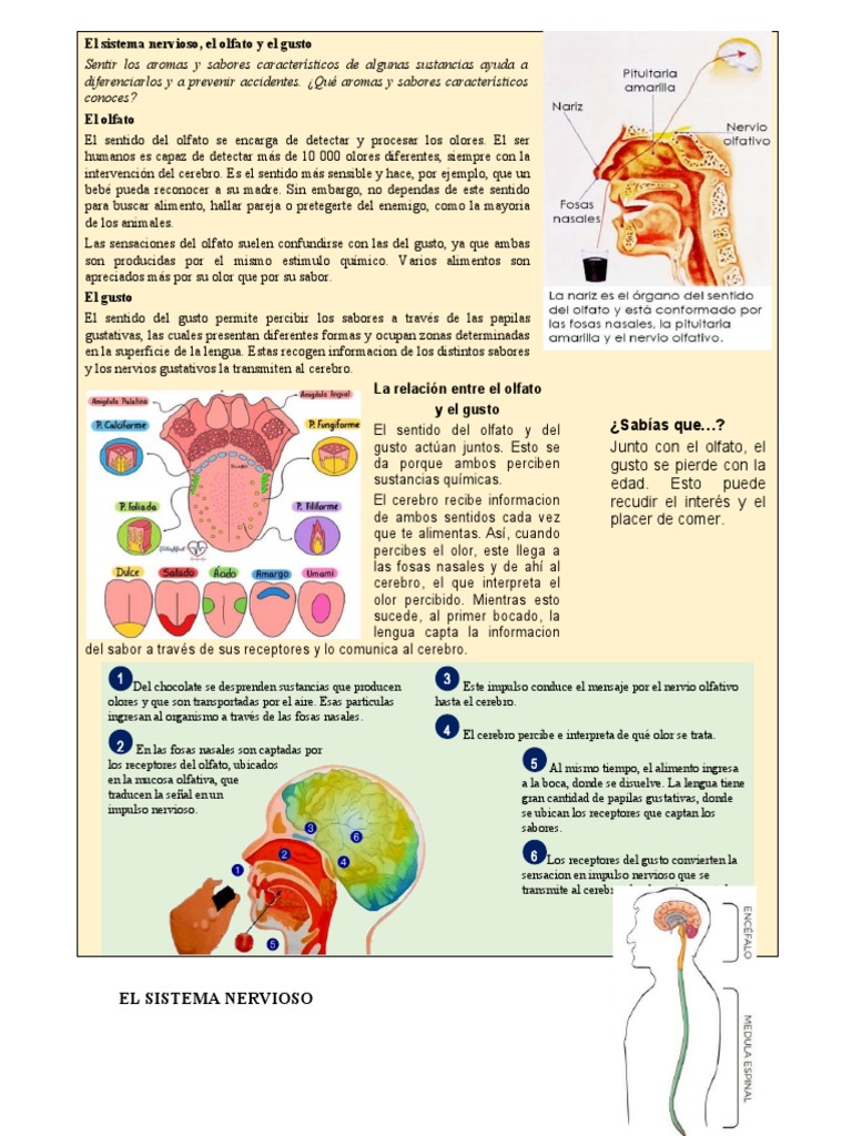 Sistema Nervioso y Sentidos | PDF | Sistema nervioso | Gusto