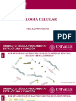 Células procariotas: estructura y clasificación