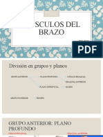 Músculos Del Brazo: Napole, Giuliano Stagnaro, Lucía