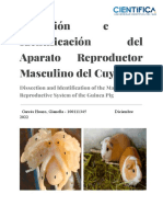 Disección e Identificación Del Aparato Reproductor Masculino Del Cuy