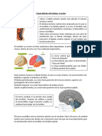 Anatomia Vascular