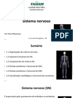 Sistema nervoso humano