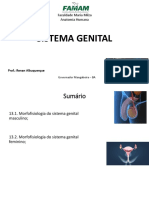 Aula 12 - Sistema Genital