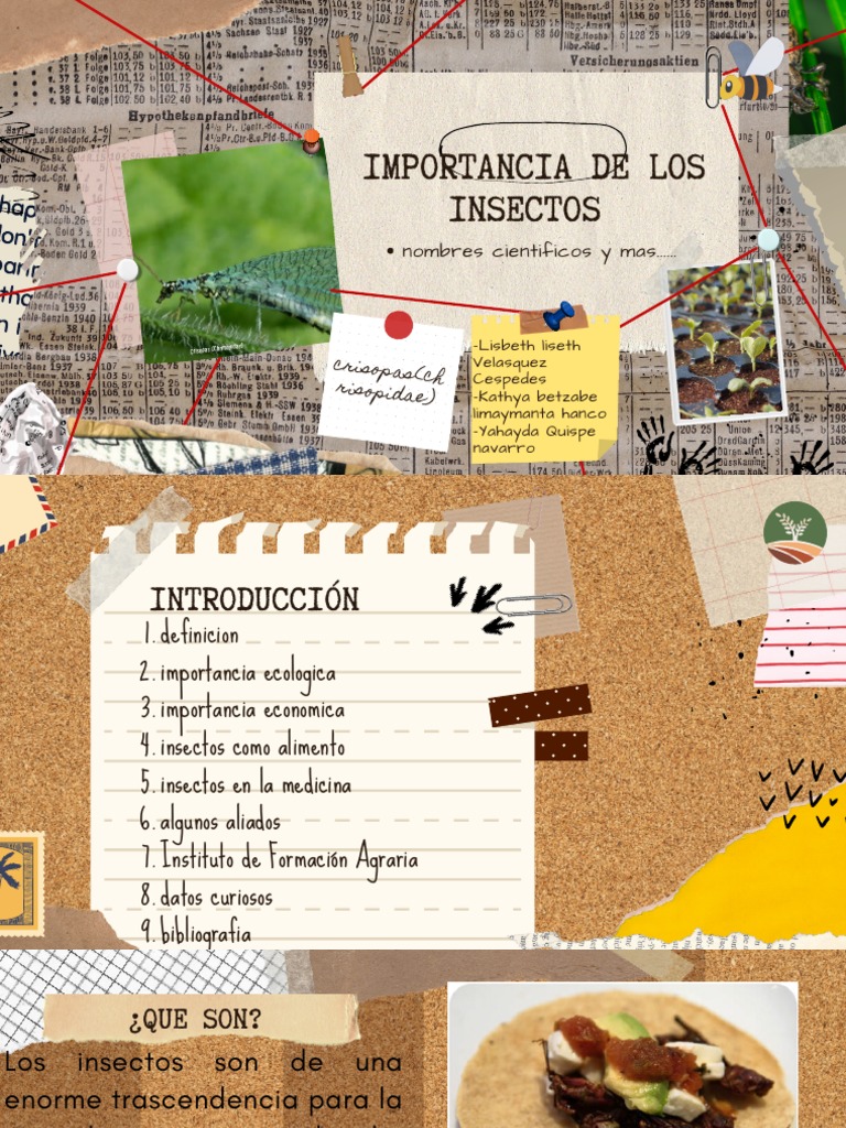 Importancia de Los Insectos | PDF | Insectos | Coccinellidae