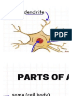 Parts of neurons