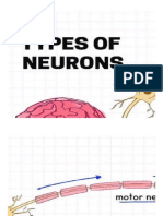 Types of neurons