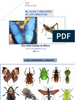 Patas, Alas Y Abdomen de Los Insectos: Dra. Aída Carbajal de Wilson