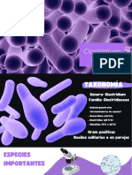 Clostridium: Angie Liseth Cáceres Nathaly Durán Jaimes
