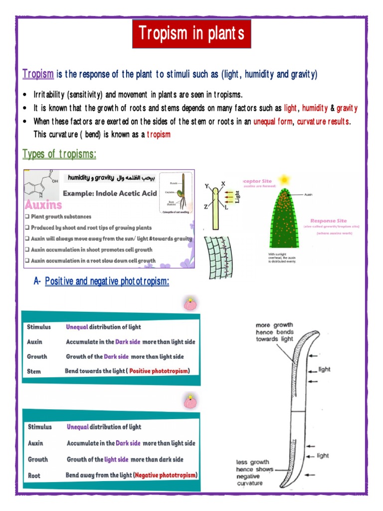 Understanding Tropism How Plants Respond and Adapt to Environmental Stimuli Through Growth