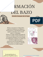 Formacion Del Bazo