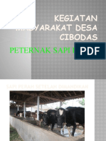 Peternak Sapi Perah