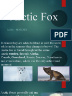 Arctic Fox: Mira - Mostafa