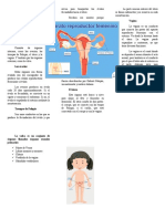 Aparato reproductor femenino: órganos y funciones