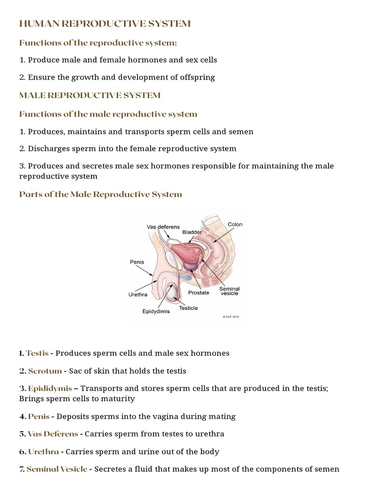 Overview of Human Reproductive Systems | PDF