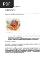 Secuencia Didáctica La Reproducción Humana