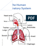 Diagram Respirtory System