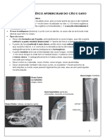 Sistema Esquelético Apendicular Do Cão E Gato