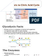 03 Glycolysis To Citric Acid