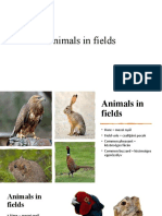 Animals in Fields