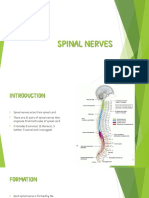 Spinal Nerves Spinal Nerves