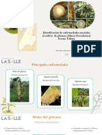 Identificación de Enfermedades Asociadas Al Cultivo de Platano (Mussa Paradisiaca) Fresno Tolima